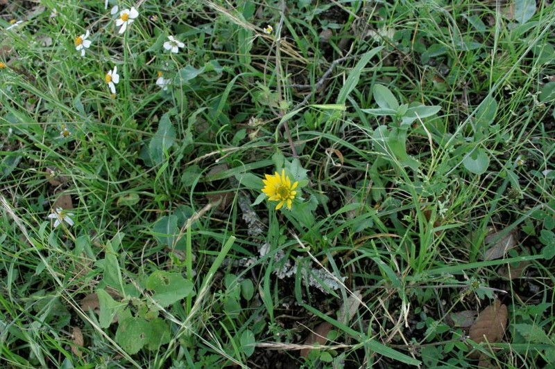 Grindelia palmeri photo 7