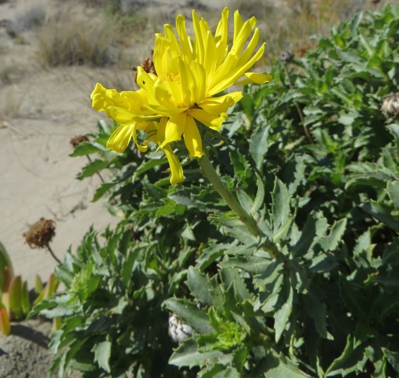 Grindelia patagonica photo 2