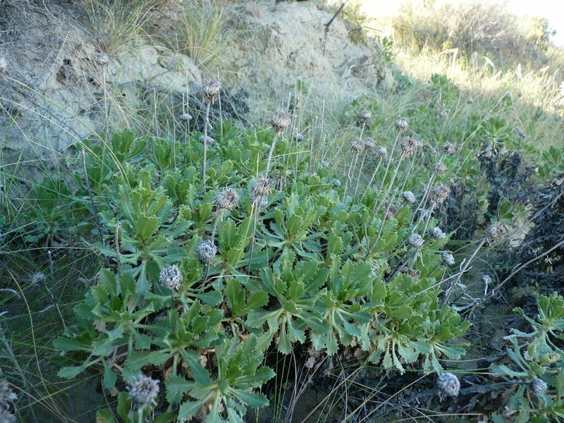 Grindelia patagonica photo 3
