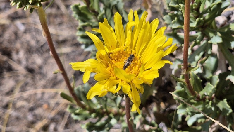 Grindelia patagonica photo 4