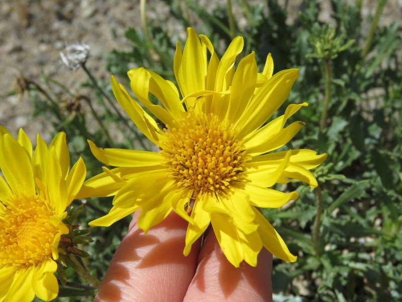 Grindelia patagonica photo 5