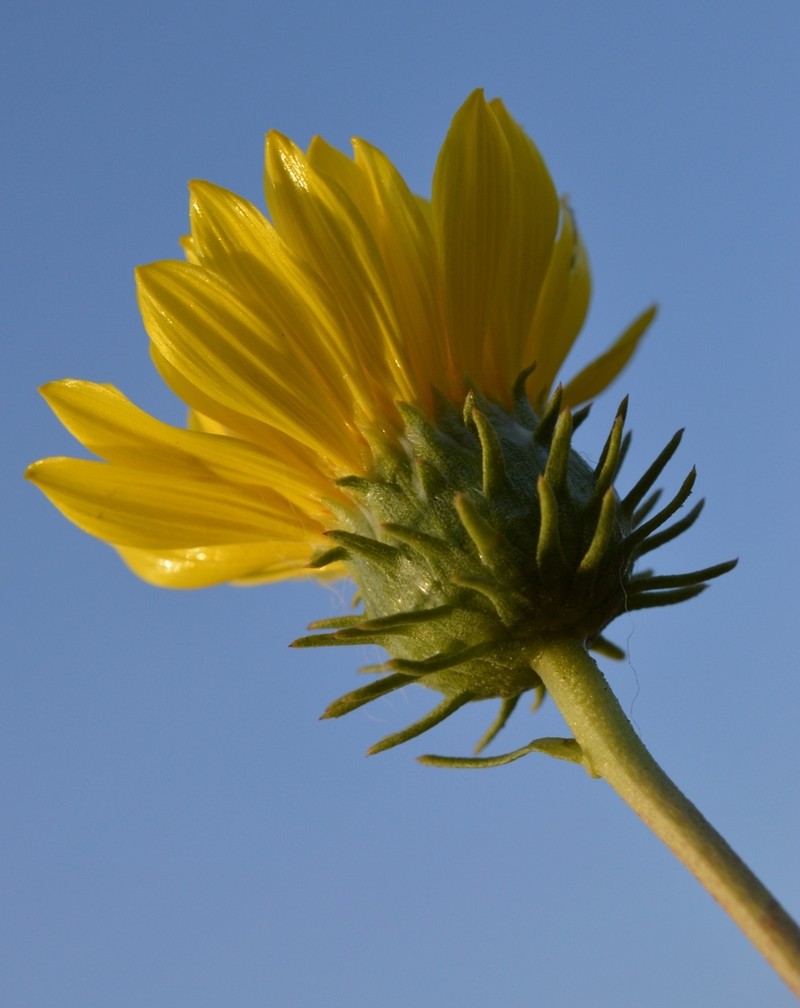 Grindelia patagonica photo 6