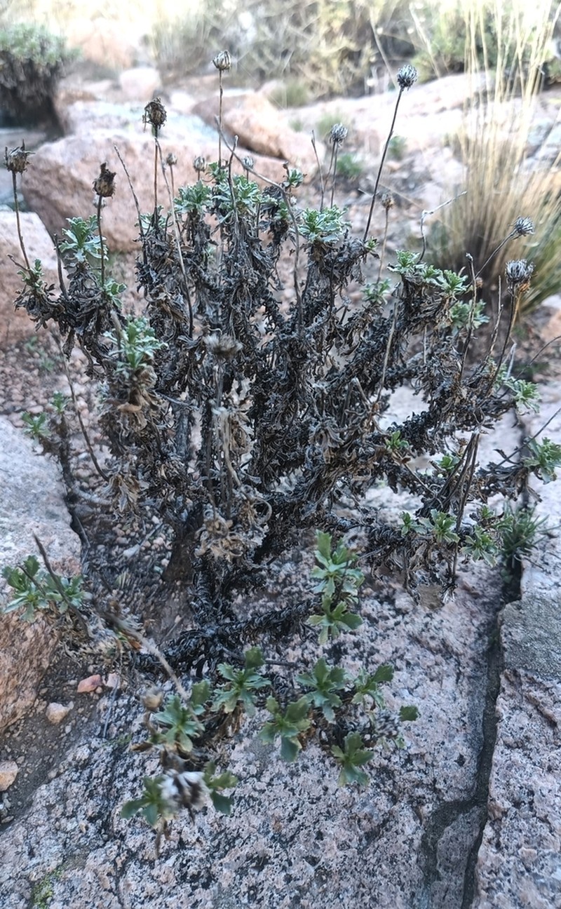Grindelia patagonica photo 7