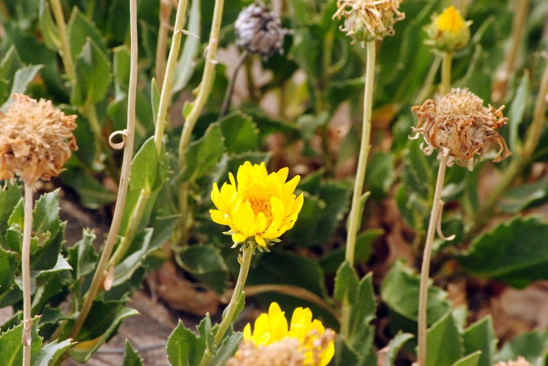 Grindelia patagonica photo 8