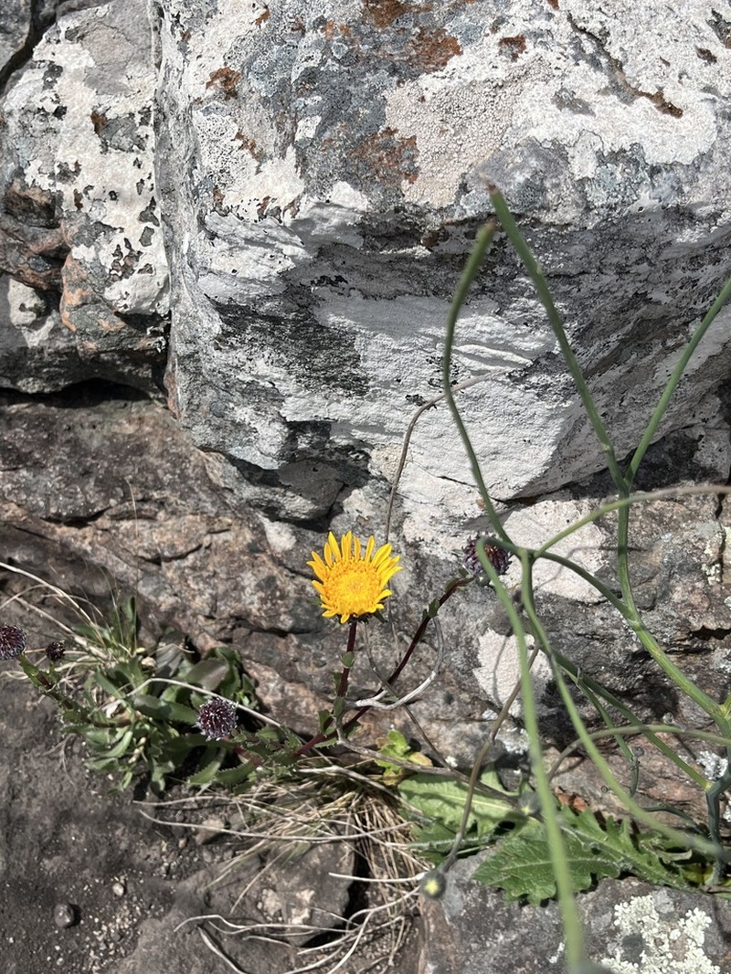 Grindelia peregrinensis