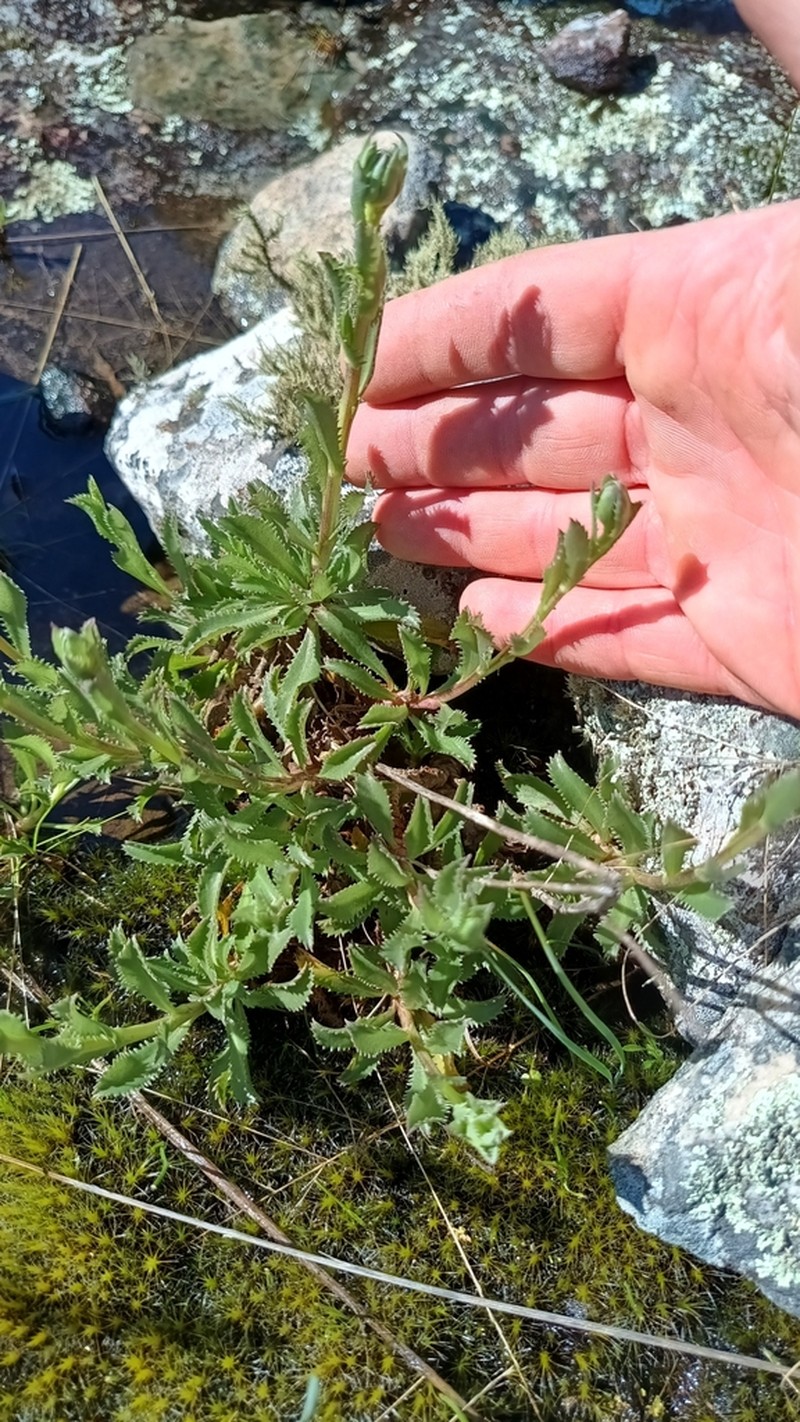 Grindelia peregrinensis photo 3