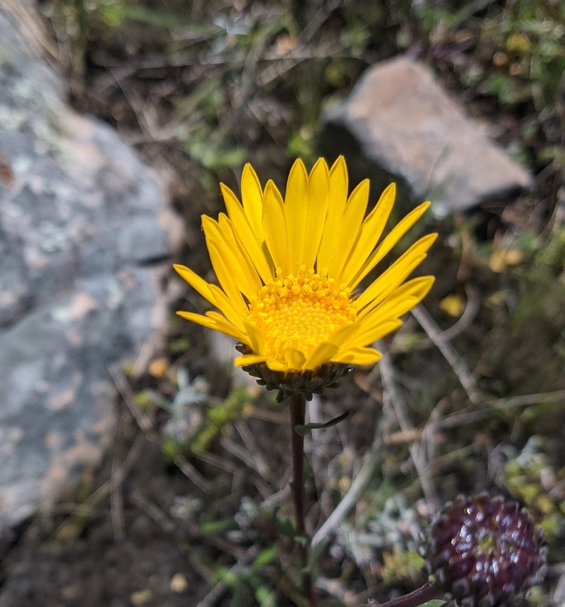 Grindelia peregrinensis photo 5