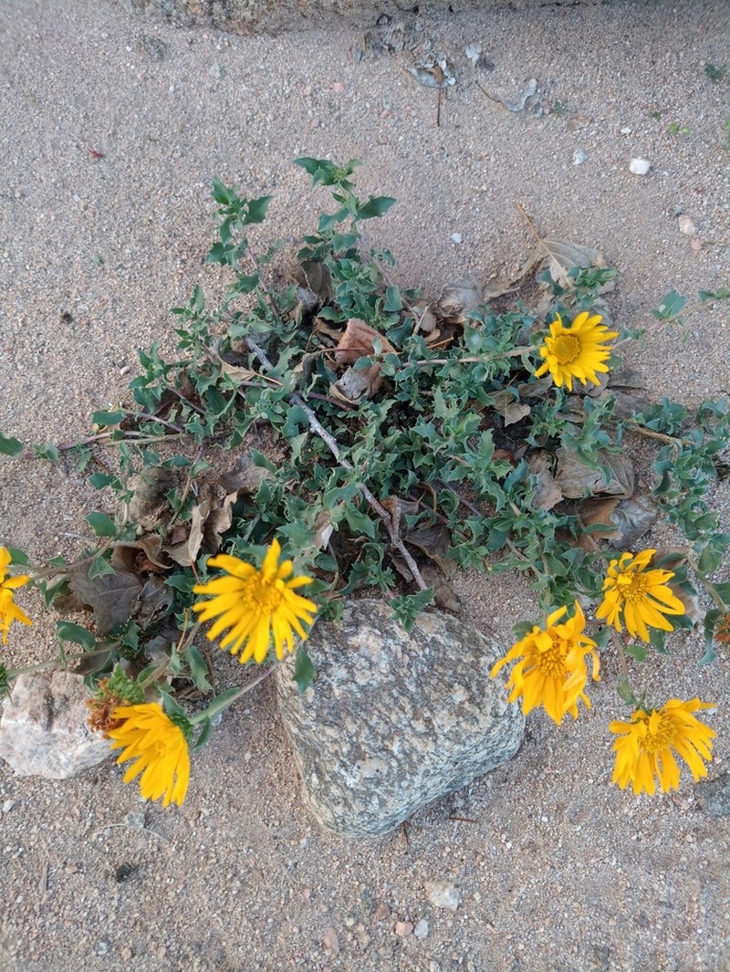 Grindelia prostrata