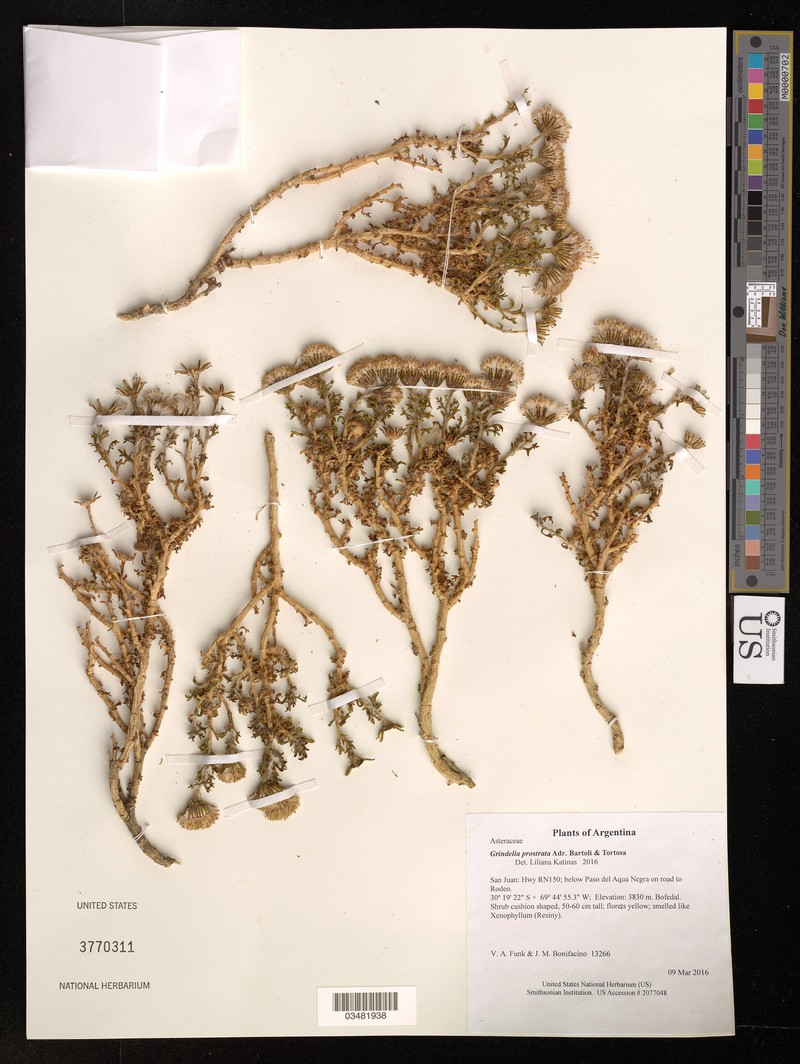 Grindelia prostrata photo 3