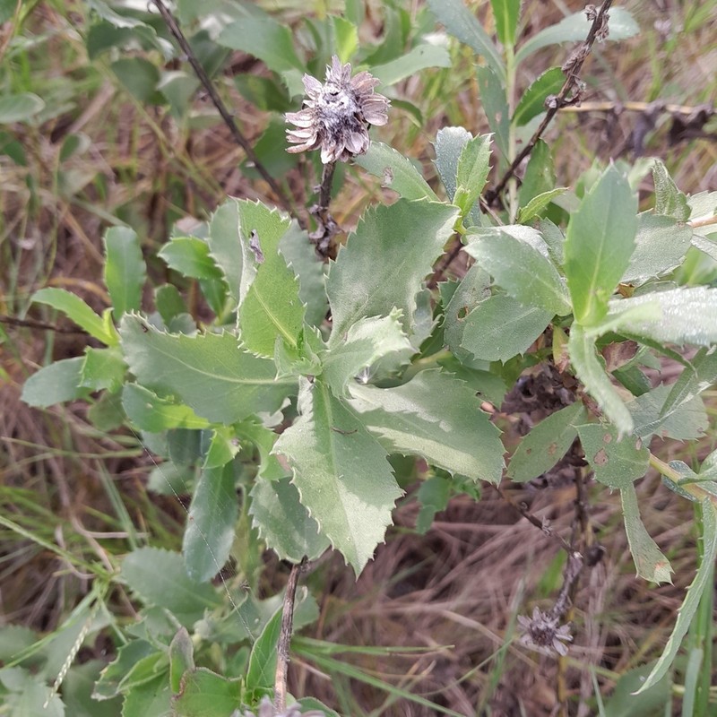Grindelia puberula