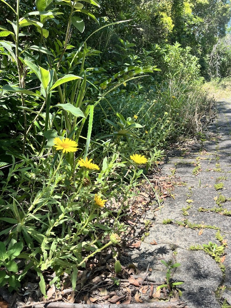 Grindelia puberula photo 2