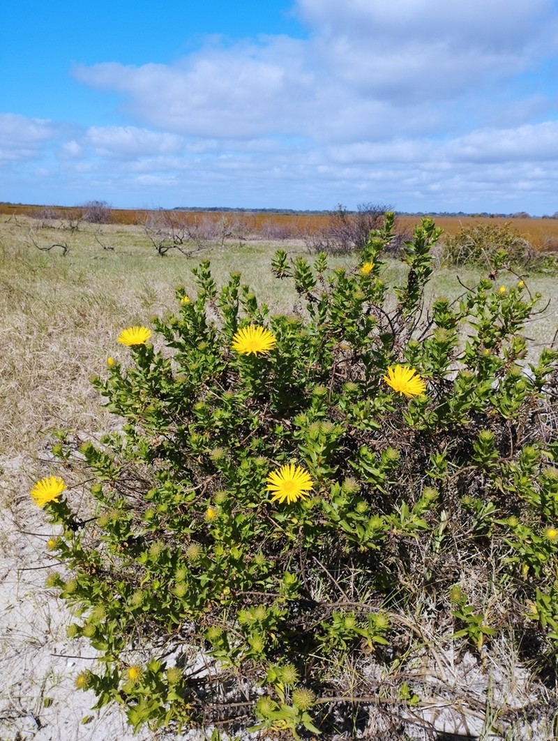 Grindelia puberula photo 3
