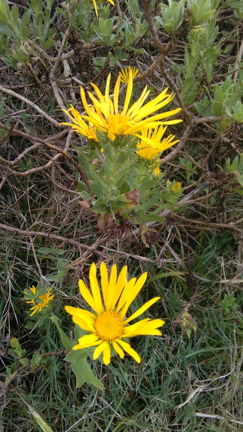 Grindelia puberula photo 4