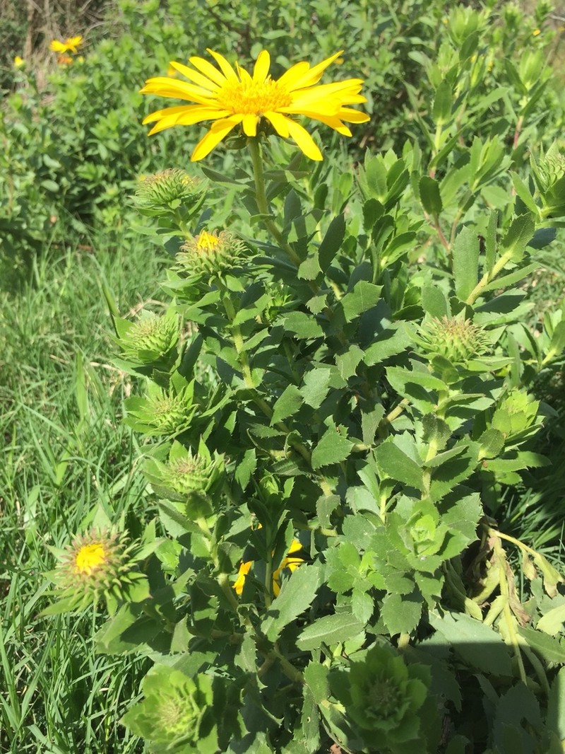 Grindelia puberula photo 5