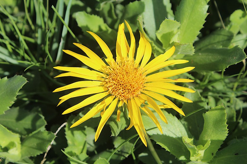 Grindelia puberula photo 6