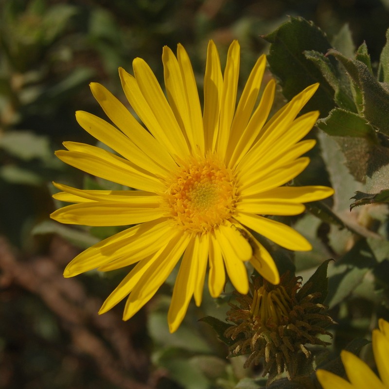 Grindelia puberula photo 7