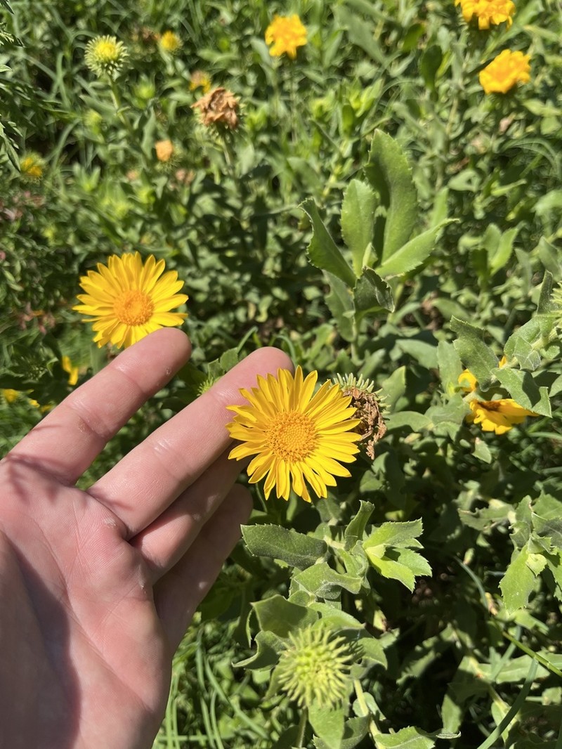 Grindelia puberula photo 8