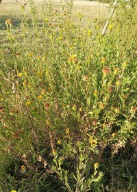 Grindelia pulchella
