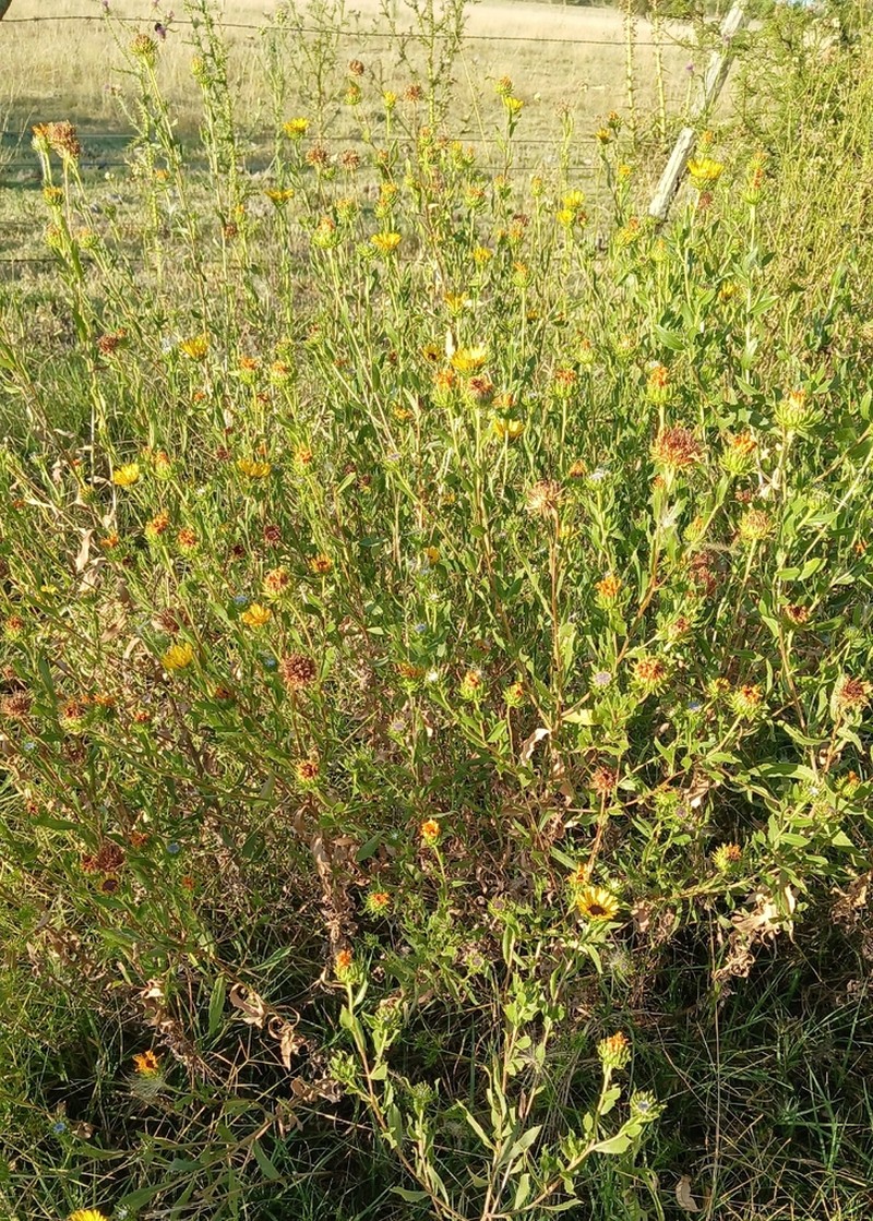 Grindelia pulchella