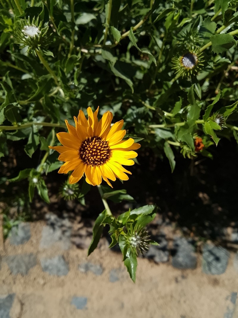 Grindelia pulchella photo 2