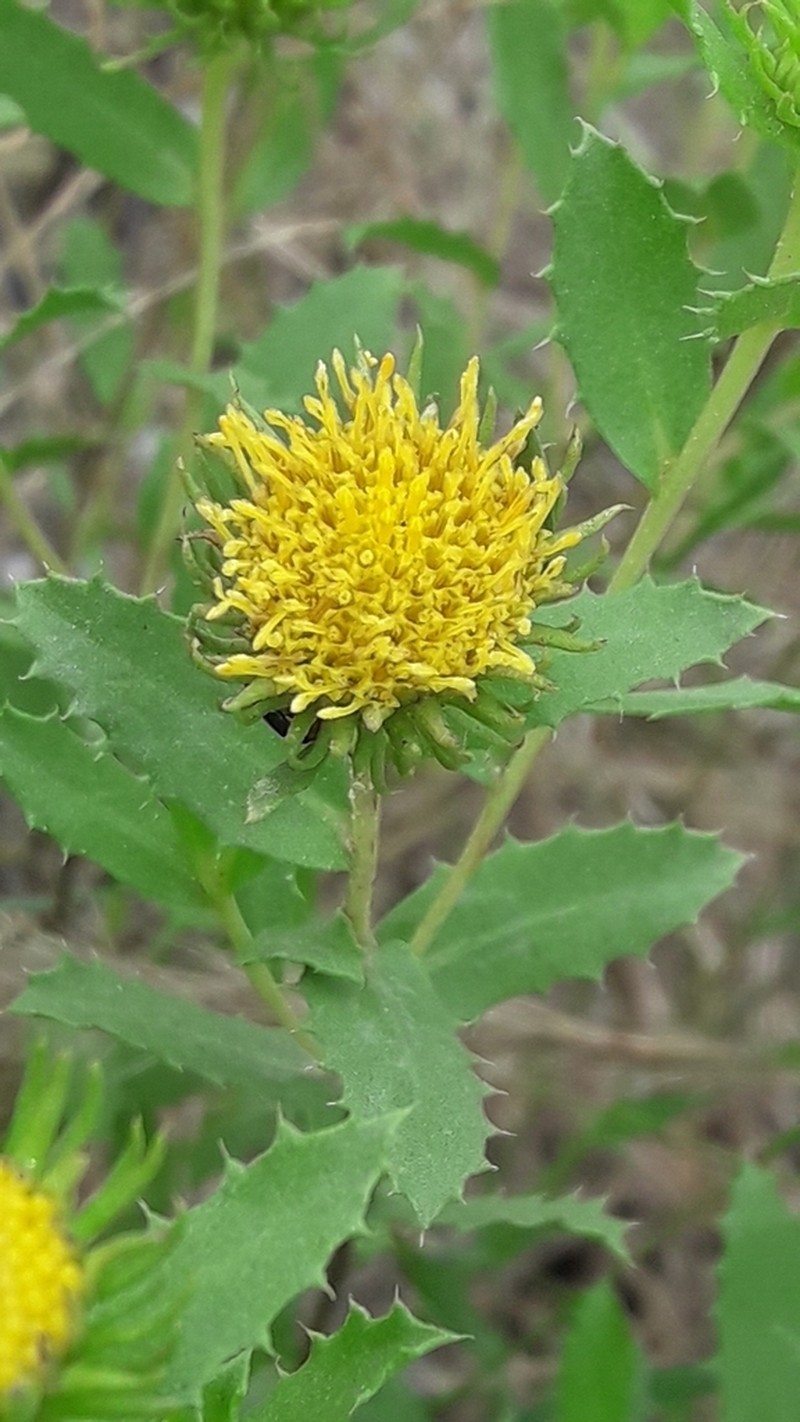 Grindelia pulchella photo 3