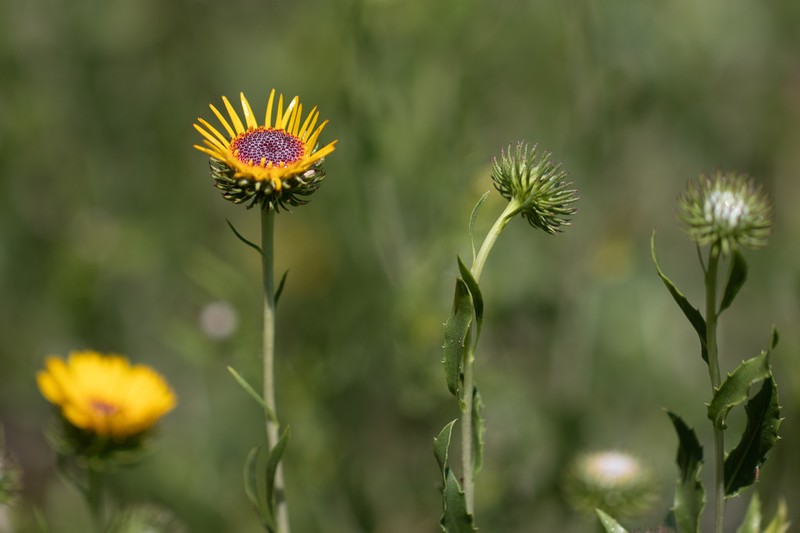 Grindelia pulchella photo 4