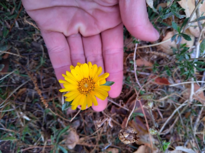 Grindelia pulchella photo 5