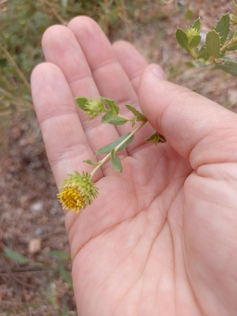 Grindelia pulchella photo 6