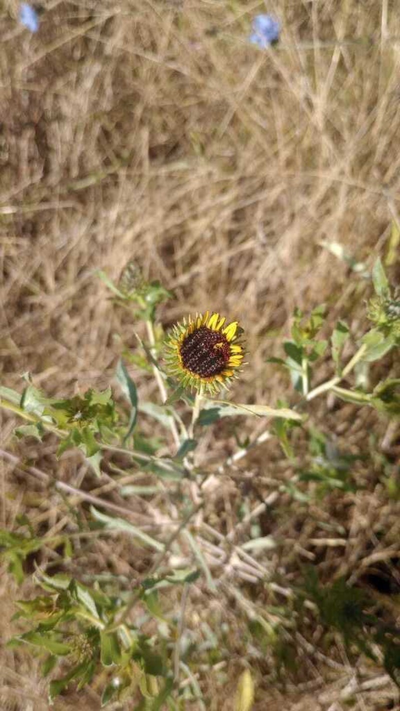 Grindelia pulchella photo 7