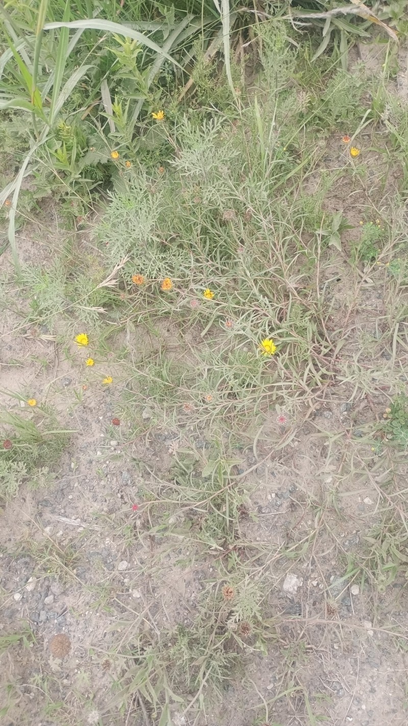 Grindelia pulchella photo 8