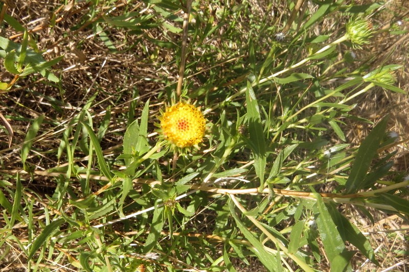 Grindelia pulchella var. discoidea