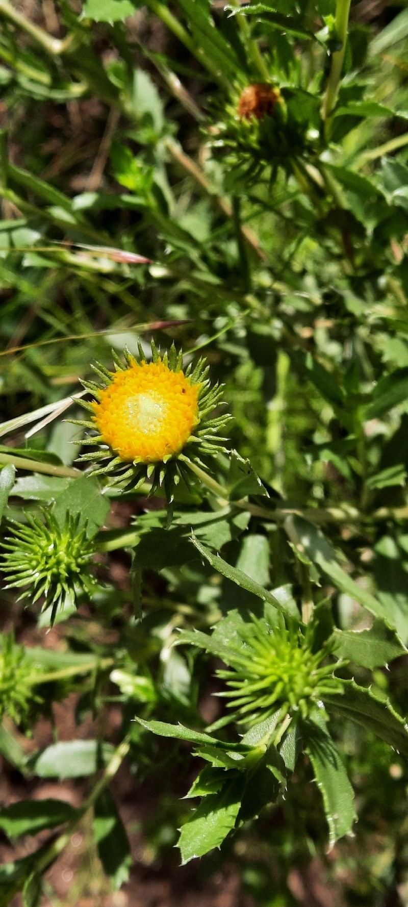 Grindelia pulchella var. discoidea photo 2