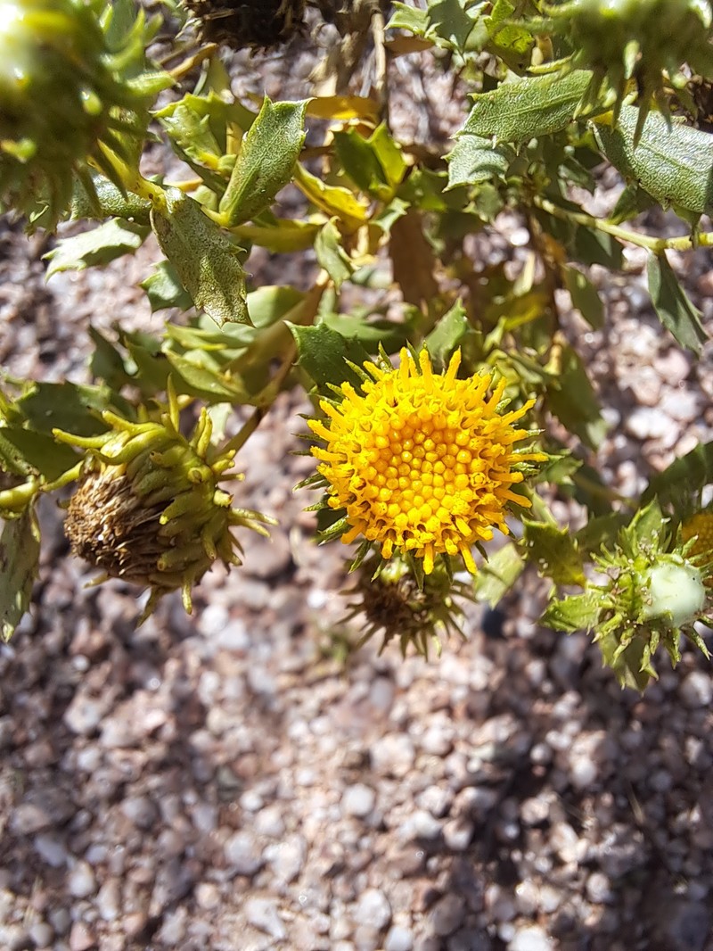 Grindelia pulchella var. discoidea photo 3