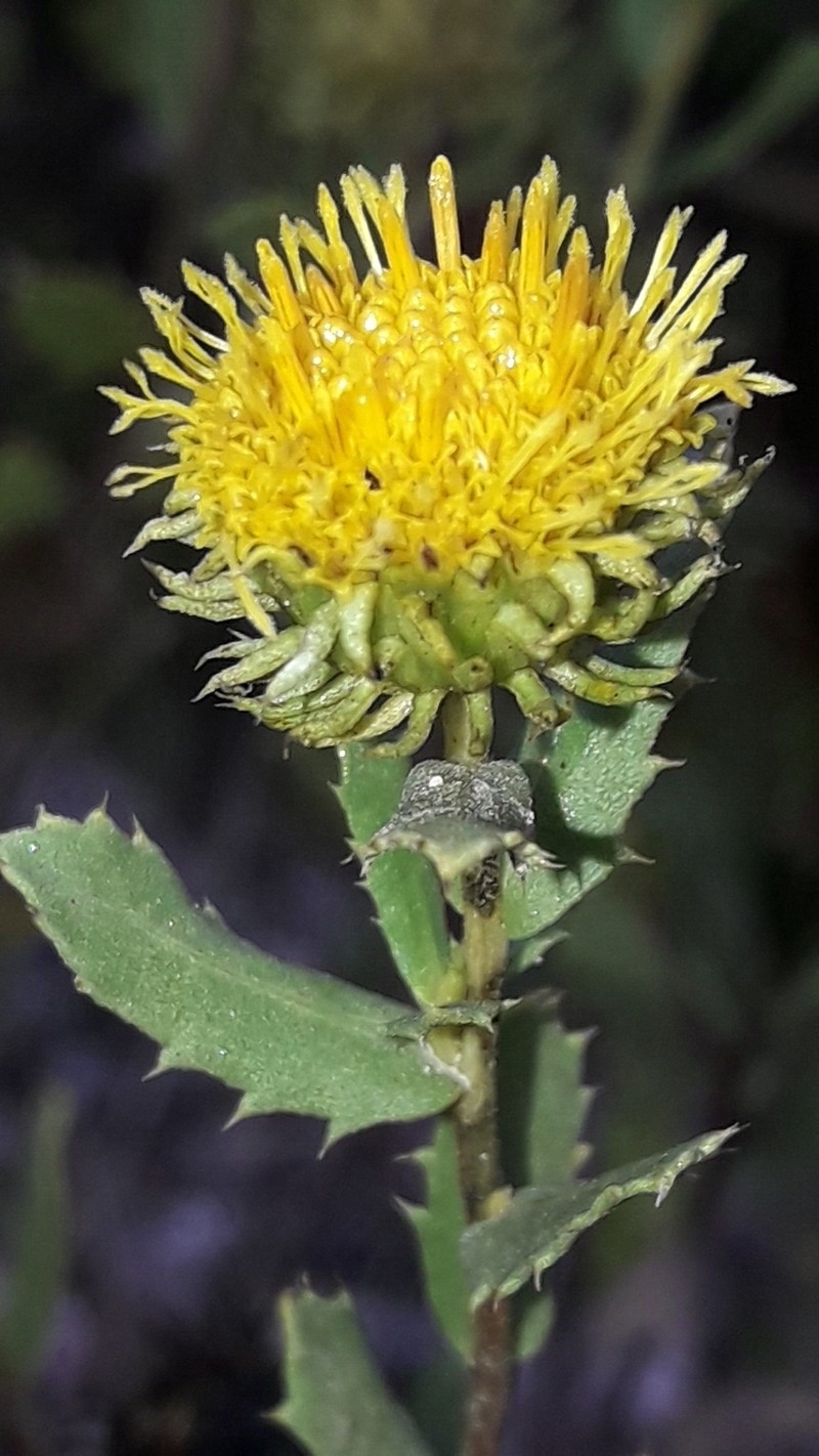 Grindelia pulchella var. discoidea photo 4