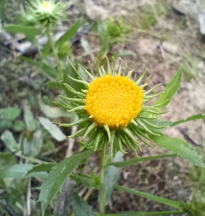 Grindelia pulchella var. discoidea photo 5
