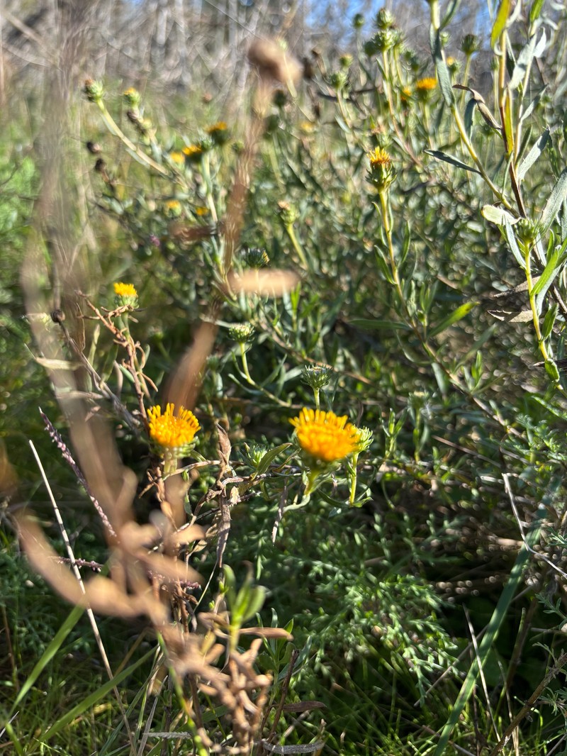 Grindelia pulchella var. discoidea photo 6