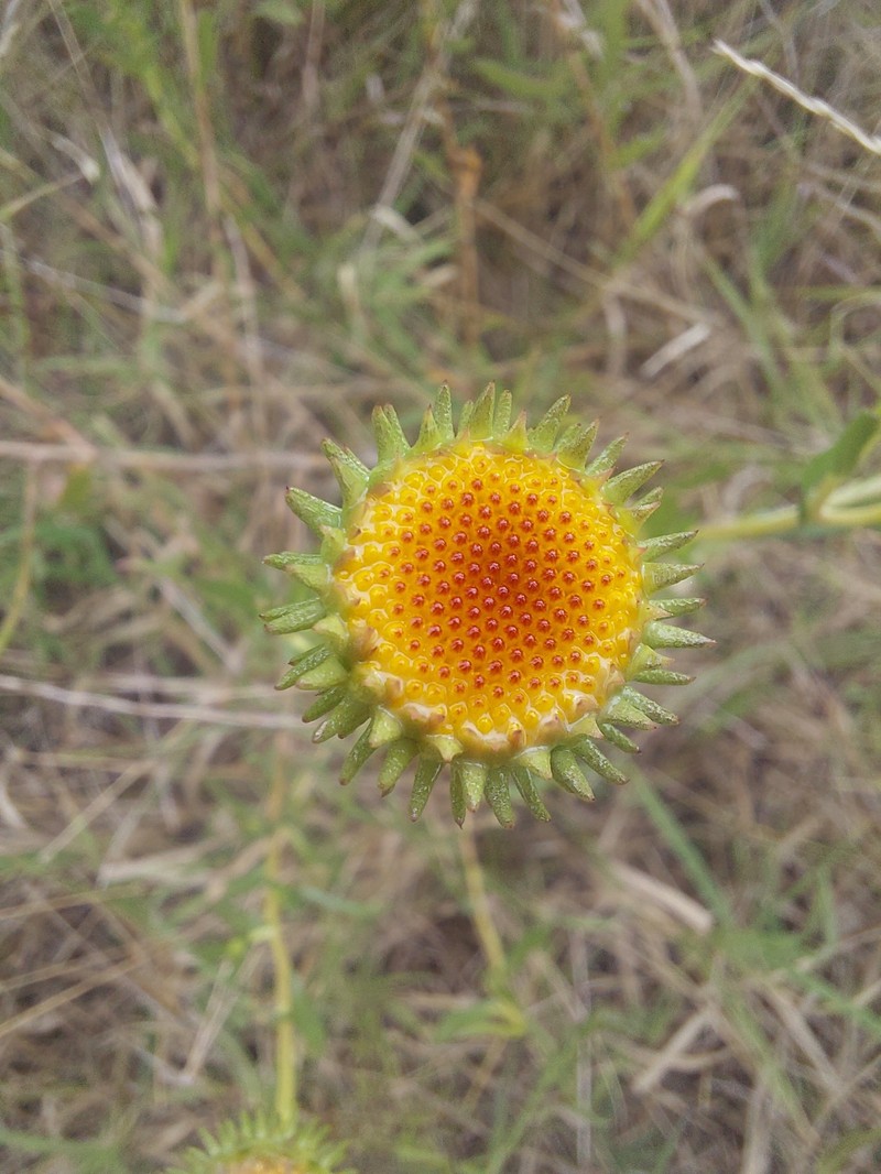 Grindelia pulchella var. discoidea photo 7
