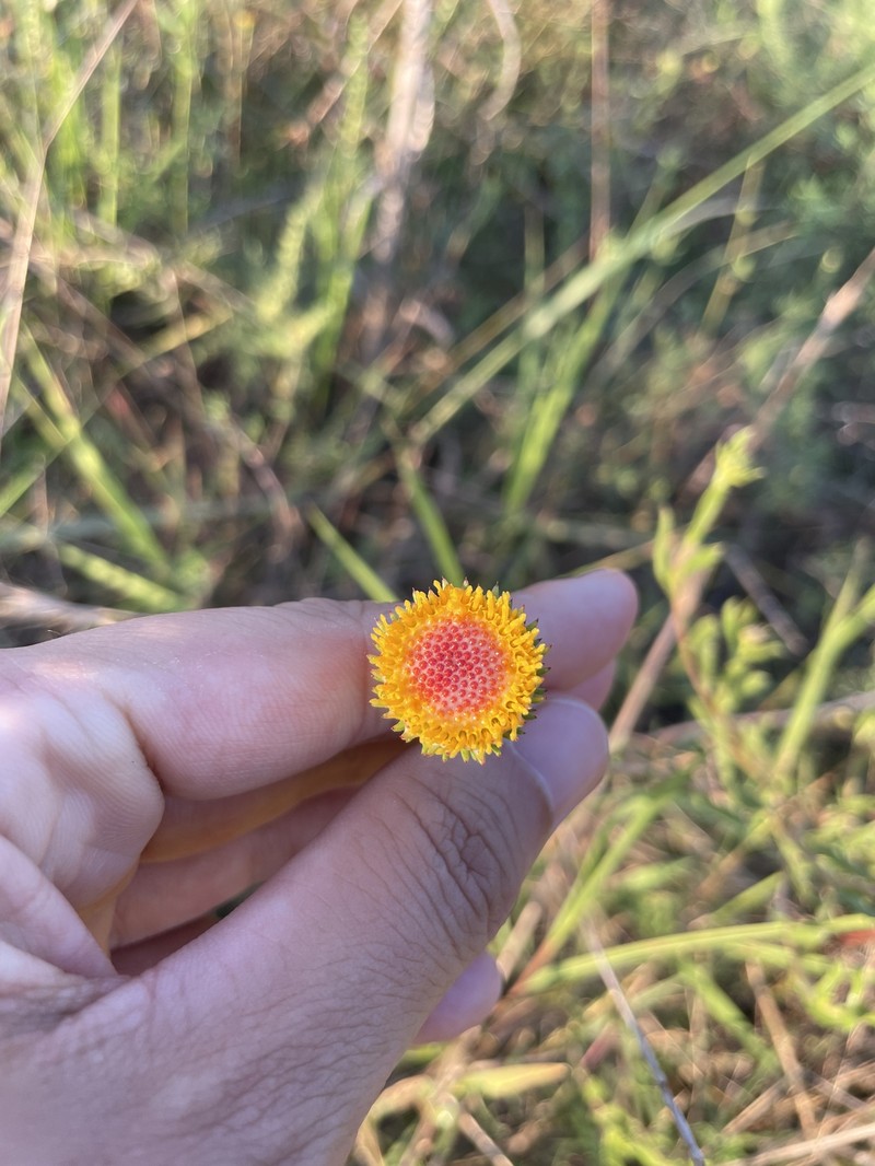 Grindelia pulchella var. discoidea photo 8