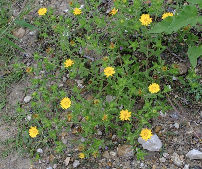 Little Gumweed