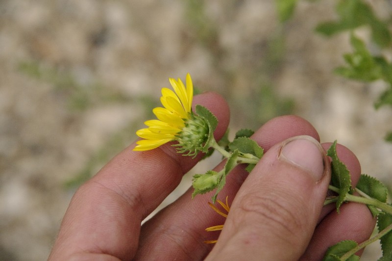 Little Gumweed photo 3