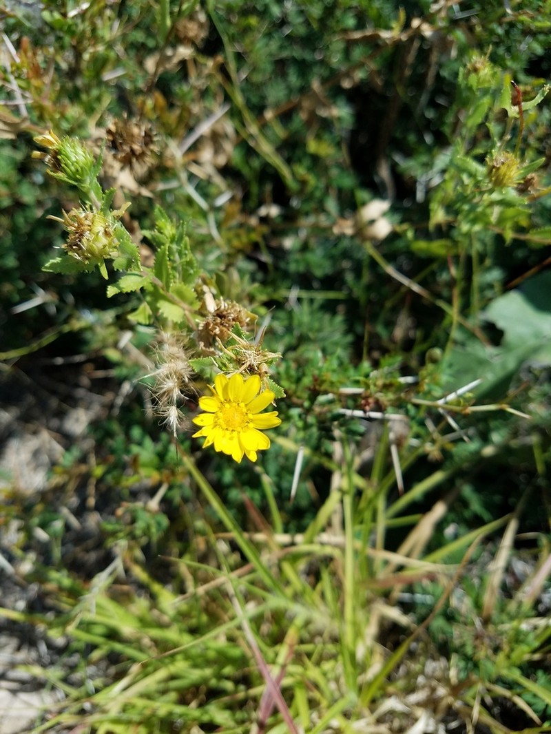 Little Gumweed photo 4