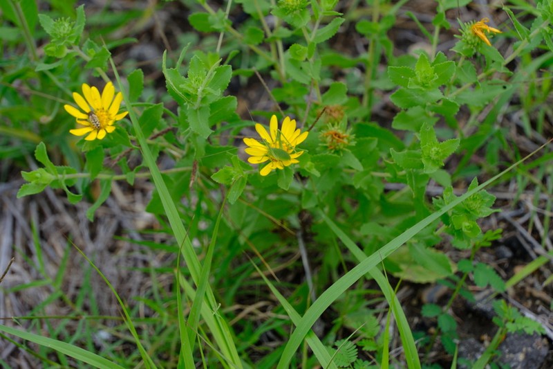 Little Gumweed photo 5
