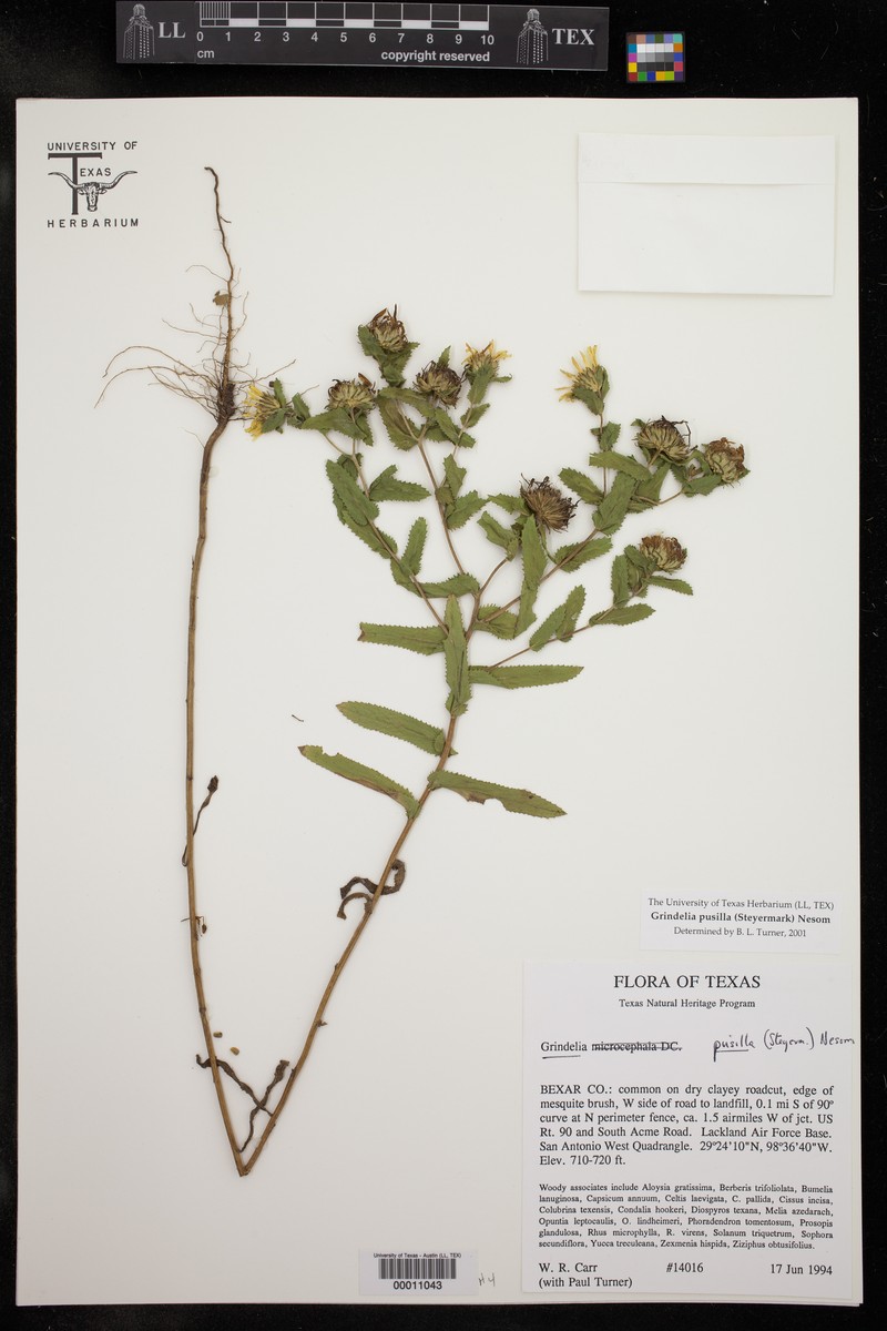 Little Gumweed photo 2