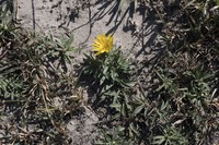 Grindelia ragonesei