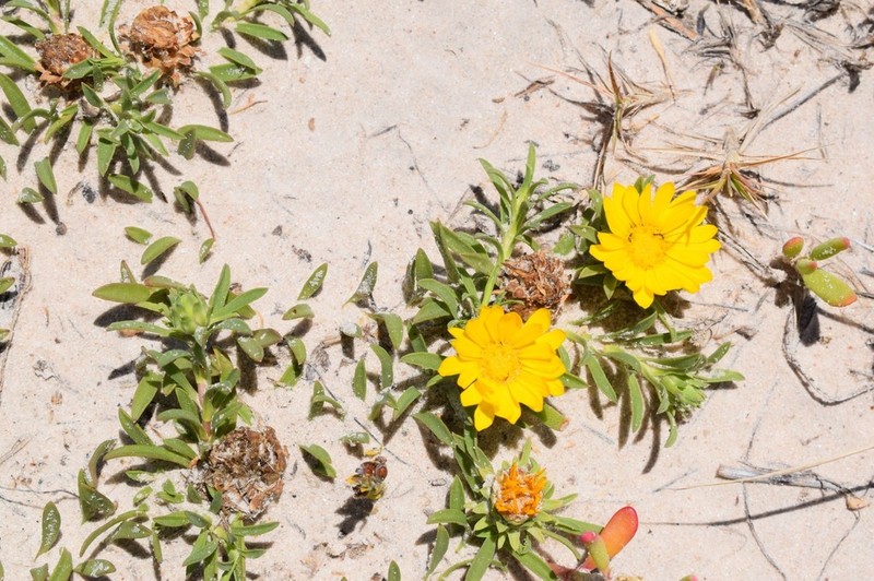 Grindelia ragonesei photo 2