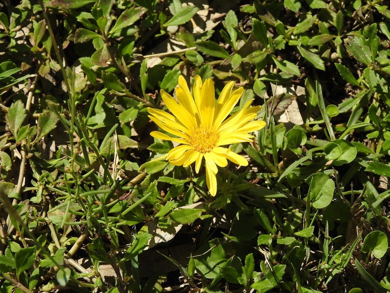 Grindelia ragonesei photo 3
