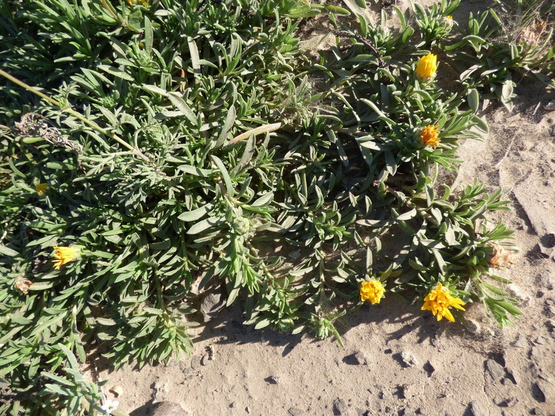 Grindelia ragonesei photo 4