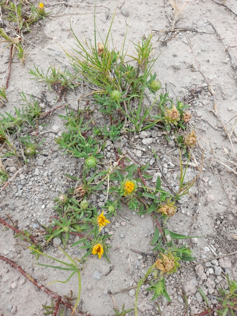 Grindelia ragonesei photo 5