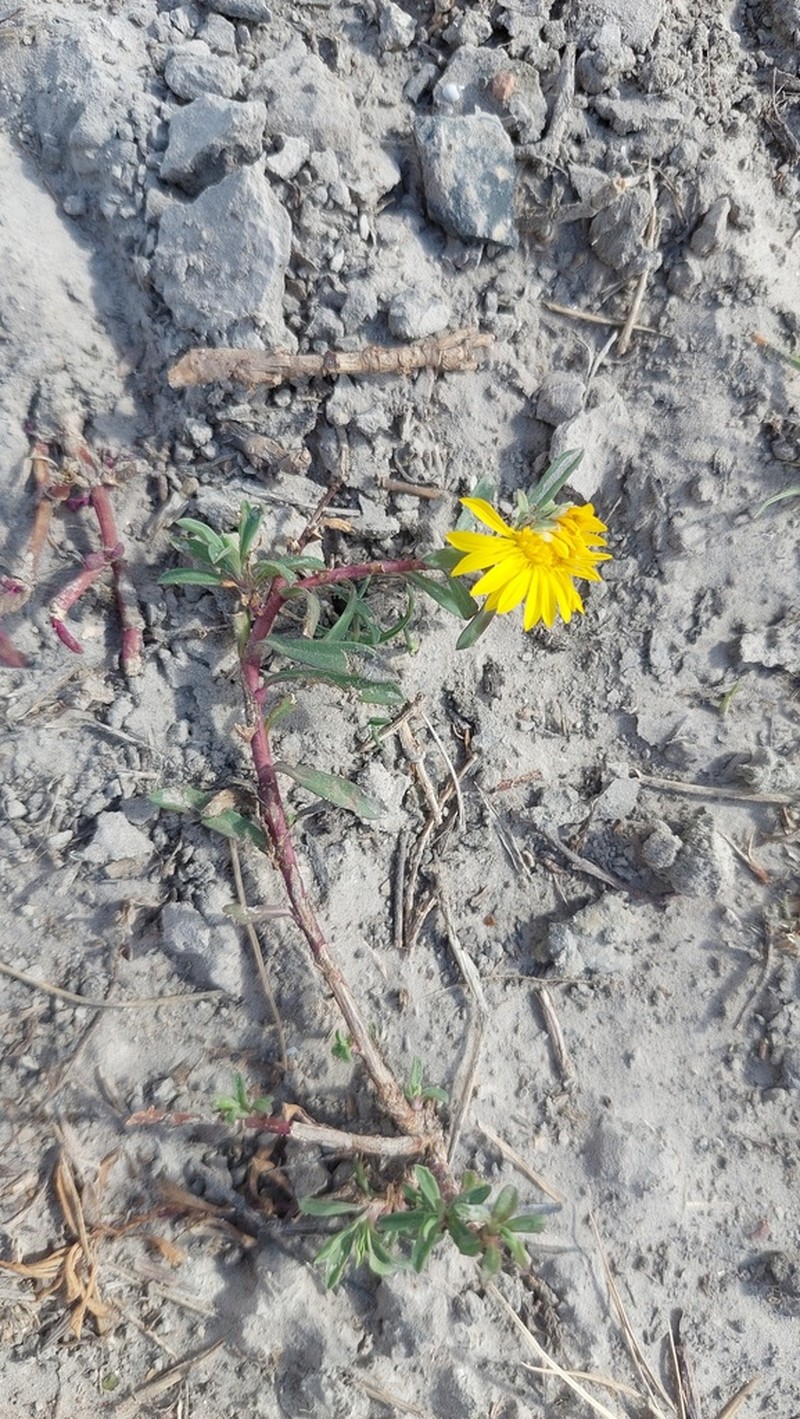 Grindelia ragonesei photo 6