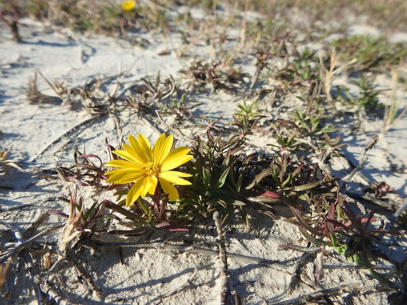Grindelia ragonesei photo 7